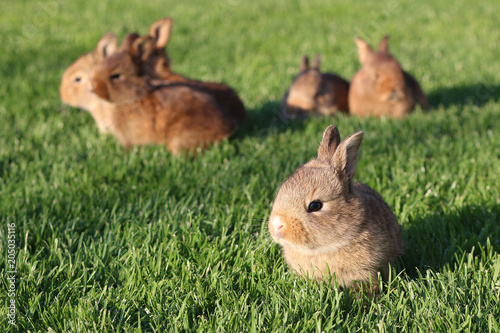 Young brown rabbits on green grass