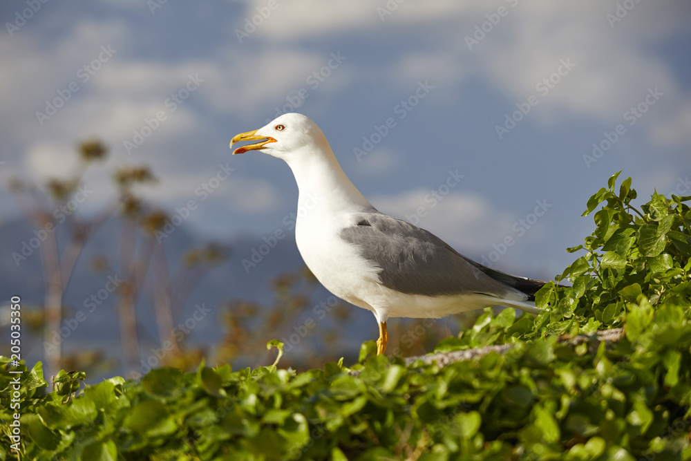 nice seagull over sky nice seagull over sky
