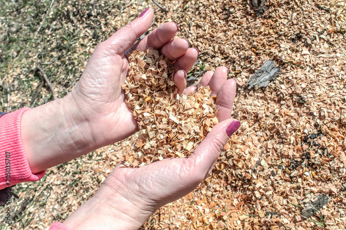 Wooden sawdust in the female hand