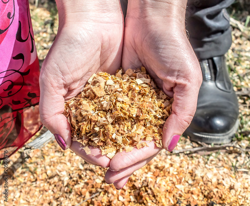 Wooden sawdust in the female hand