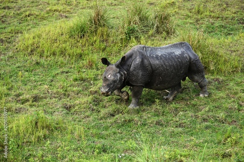 The Great Indian One Horn Rhinoceros © Sovit