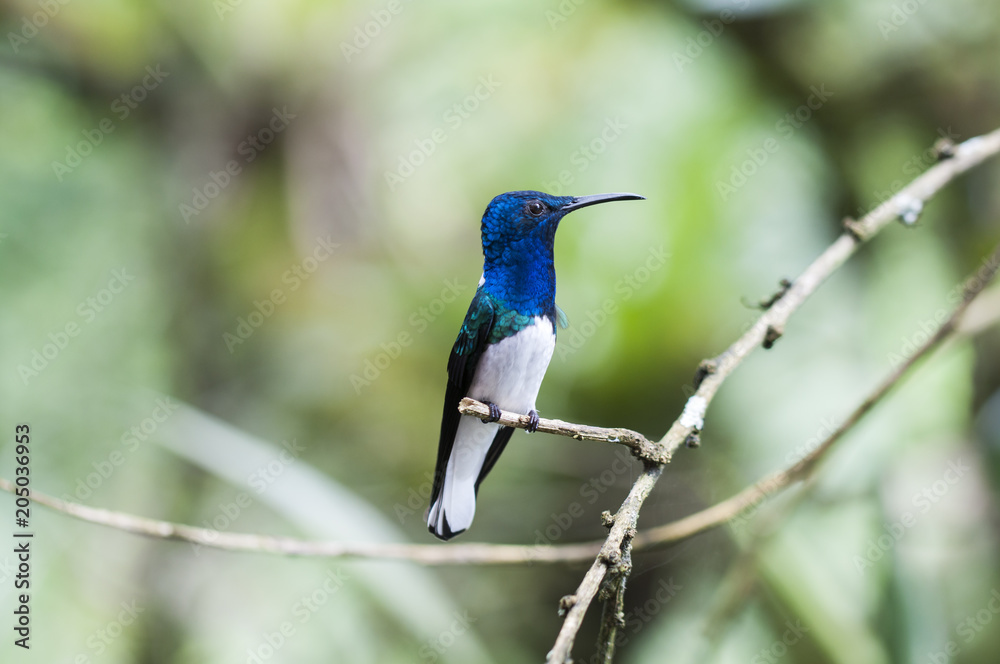 Blue Hummingbird (Trochilidae) sitting on a branch / Blue Hummingbird (Trochilidae) sits on a branch, cloud forest, Ecuador. Blue Hummingbird (Trochilidae) sitting on a branch / Blue Hummingbird (Trochilidae) sits on a branch, cloud forest, Ecuador.