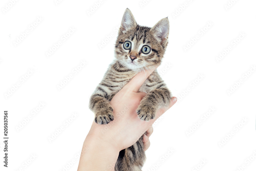Fototapeta premium gray kitten in hands (white isolated)