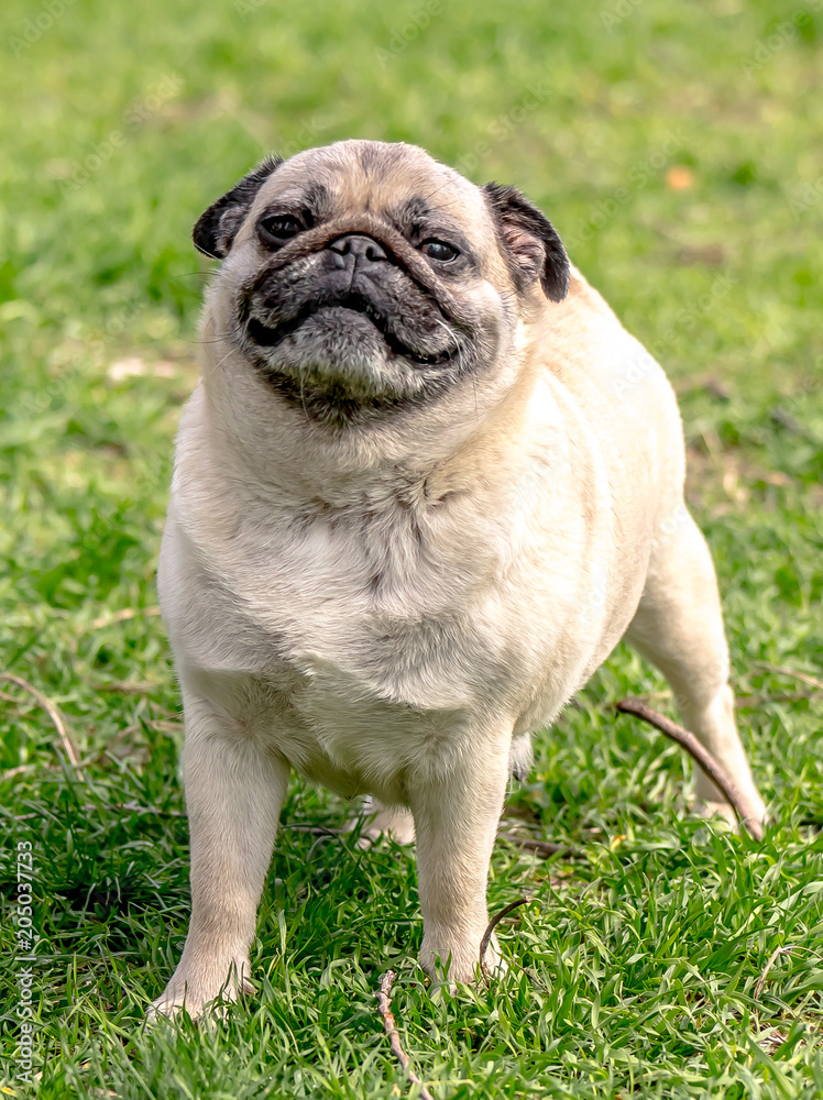 Dog pug on green grass for a walk