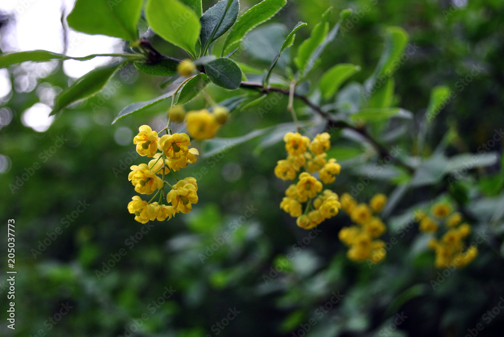 Yellow barberry flowers on twig with young green leaves, blurry background