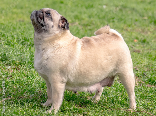 Dog pug on green grass for a walk photo