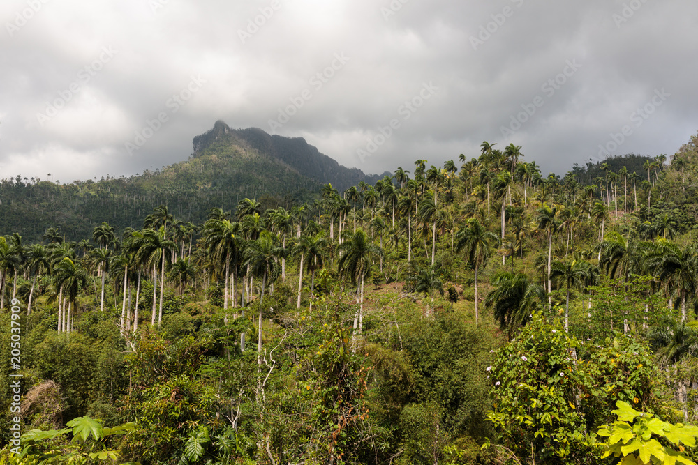 view on jungle with palms at national park alejandro de humboldt near baracoa Cuba