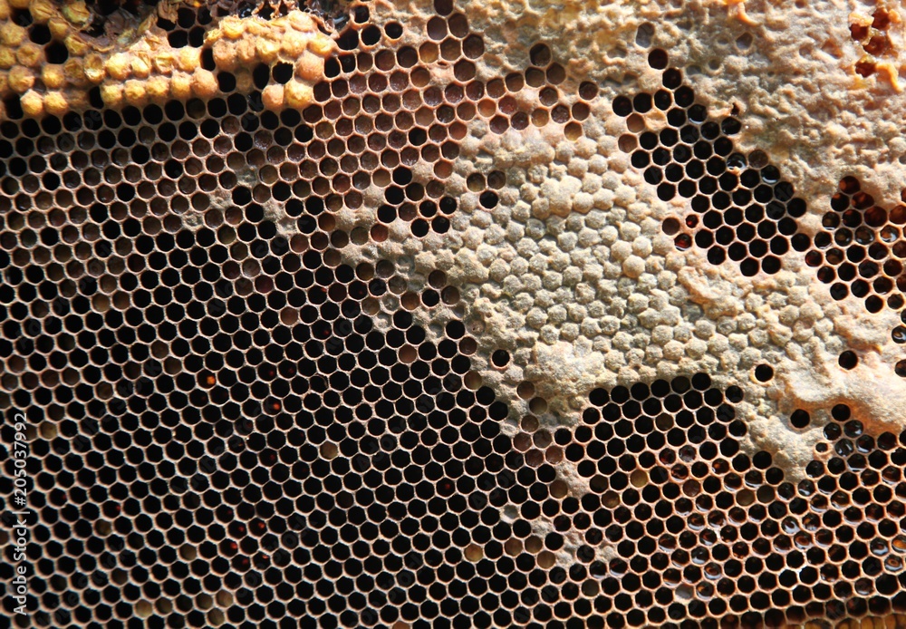 Bee hives in wooden hives in which bees are ready to produce honey.. Bee hives in wooden hives in which bees are ready to produce honey..