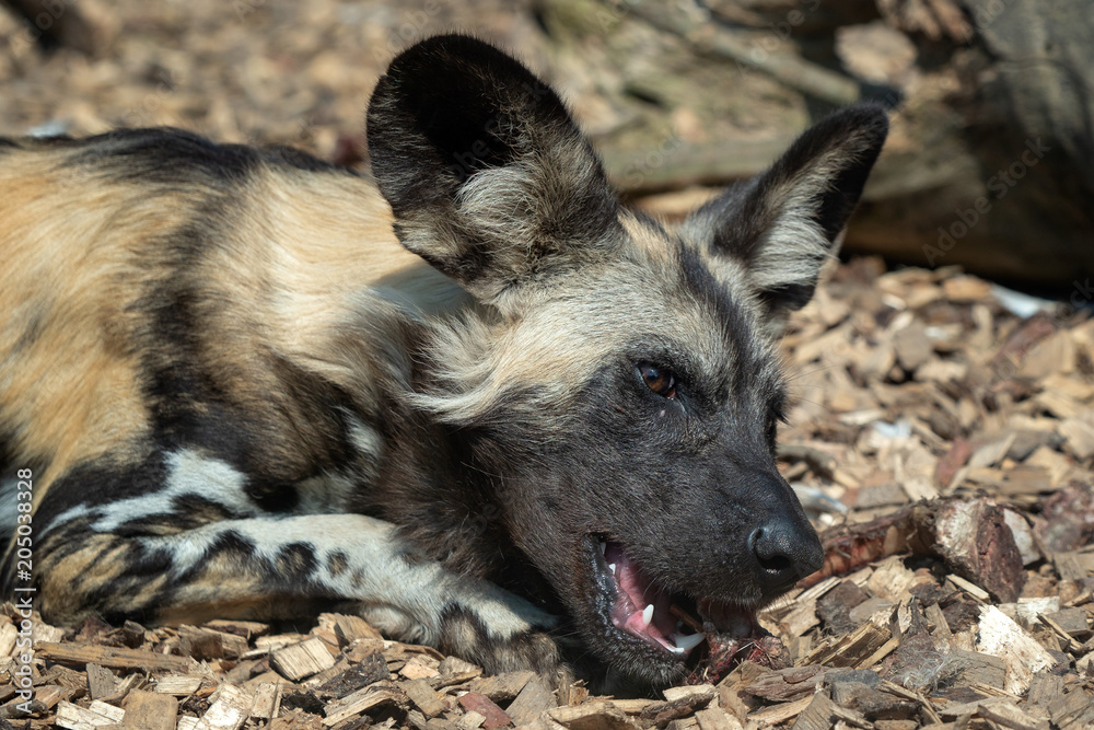 Wild Dog (Lycaon pictus) lying down Wild Dog (Lycaon pictus) lying down