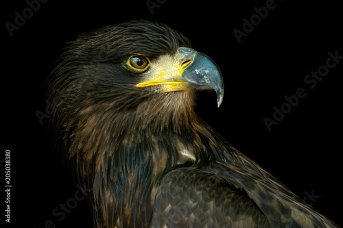 Portrait of sea eagle (Haliaeetus albicilla)