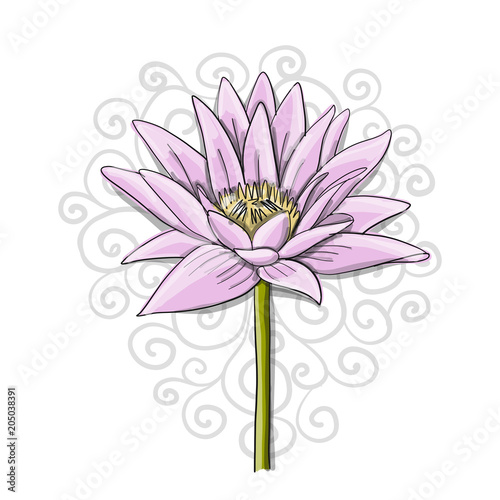 Lotus, lily water flower, sketch for your design