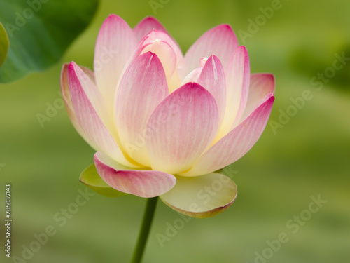 Holy lotus flower in pink pastel