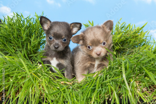 Fototapeta Naklejka Na Ścianę i Meble -  Chihuahua puppies in grass