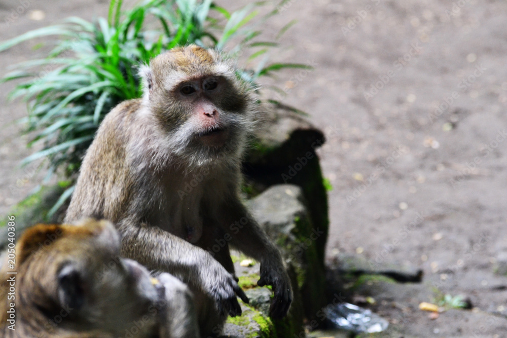 Fototapeta premium long-tailed monkey who is daydreaming