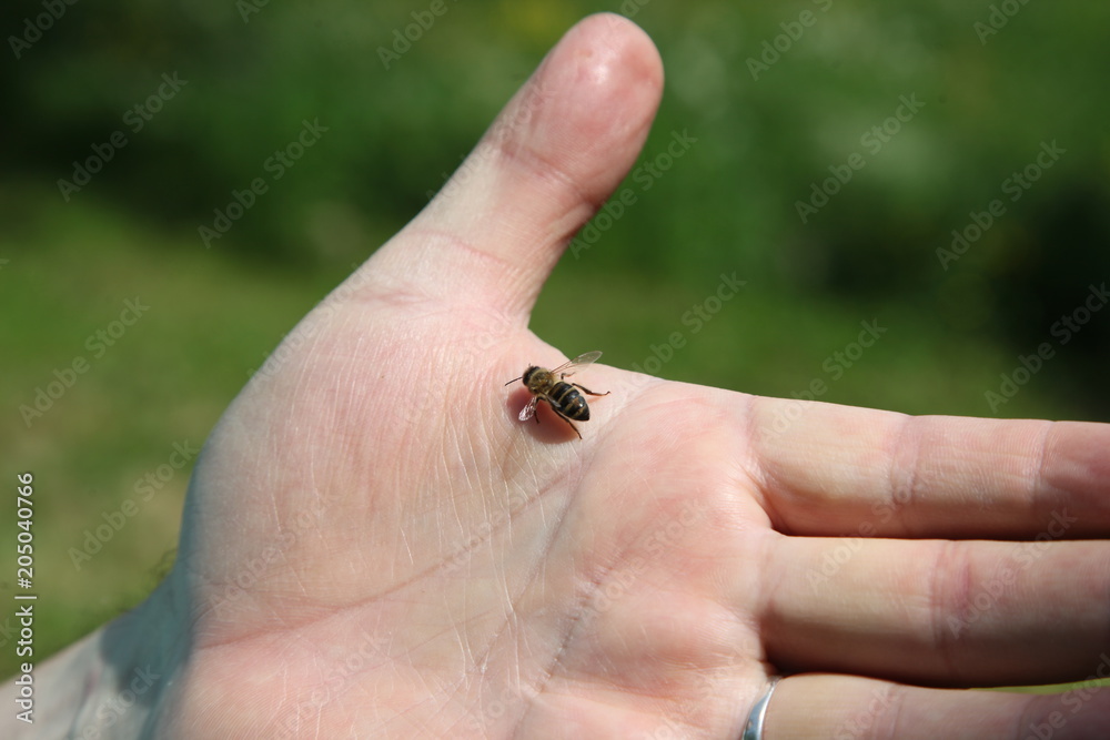 The bee standing on the man's hand.