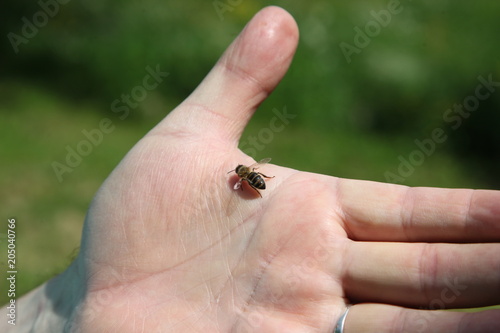 The bee standing on the man's hand.