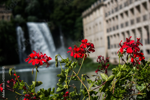 Fiori con sfondo cascata