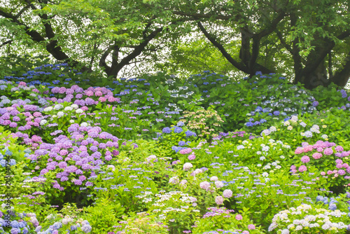 Wallpaper Mural あじさい畑 Torontodigital.ca