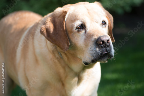 Beautiful big labrador dog portrait
