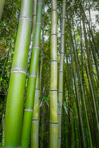 Fototapeta Naklejka Na Ścianę i Meble -  Arashiyama bamboo forest, Kyoto, Japan