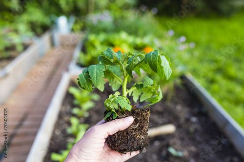 The gardener plants young tomato seedling in the ground.