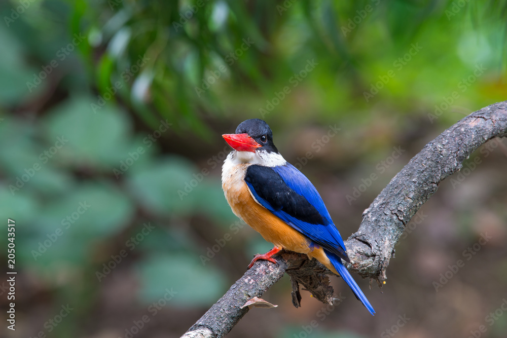 Obraz premium Black-Capped Kingfisher has a purple-blue wings and back, black head and shoulders, white neck collar and throat, and rufous underparts.
