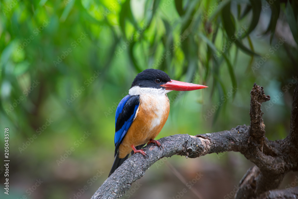 Black-Capped Kingfisher has a purple-blue wings and back, black head and shoulders, white neck collar and throat, and rufous underparts. Black-Capped Kingfisher has a purple-blue wings and back, black head and shoulders, white neck collar and throat, and rufous underparts.