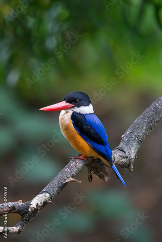 Black-Capped Kingfisher has a purple-blue wings and back, black head and shoulders, white neck collar and throat, and rufous underparts. © joesayhello