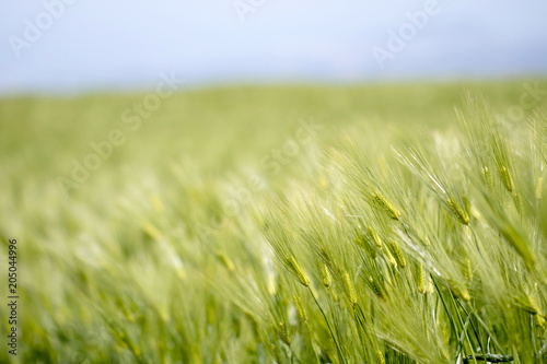 Beautiful fresh Barley plantation 