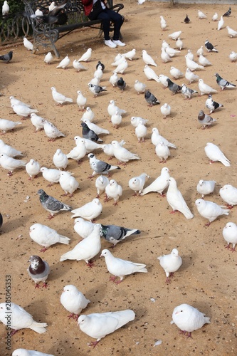 City pigeons in Spain