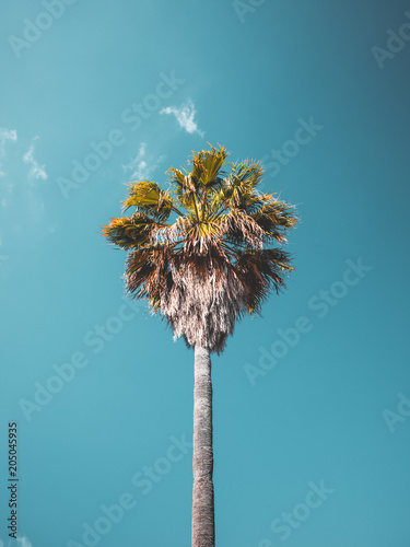Palm tree on blue sky © steven