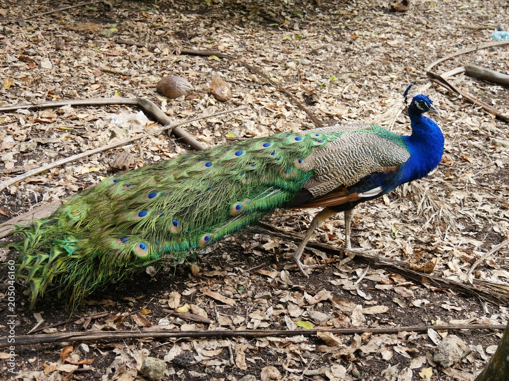 Obraz premium Side view shot of a peacock walking around on a farm