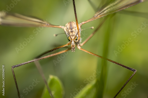 crane fly on the summer meadow