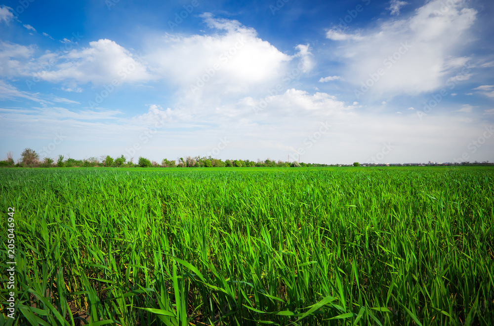 Landscape made in the daytime. Beautiful cloudy sky. Green field in the country.