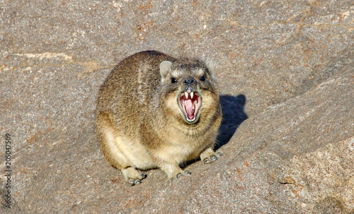 Dassie ruft