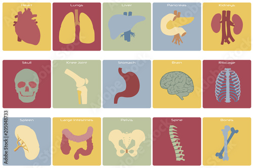 Large and detailed set of different organs.