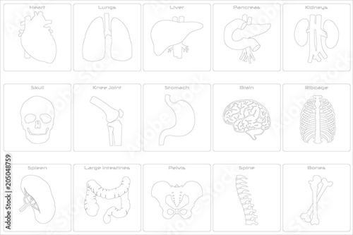 Large and detailed set of different organs.