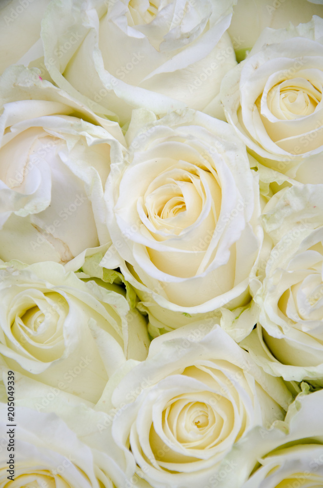 Gelbe Rosen Gelbe Rosen