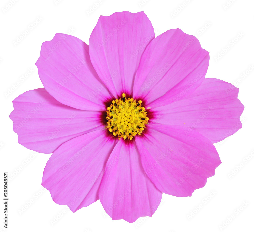 Beautiful pink Daisy isolated on white background, includind clipping path. Germany