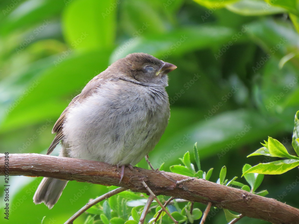 Resting fledgling baby bird with eye closed. House Sparrow, common British little brown bird, in Wales, UK. Perched on branch in front of blurred greenery. Resting fledgling baby bird with eye closed. House Sparrow, common British little brown bird, in Wales, UK. Perched on branch in front of blurred greenery.