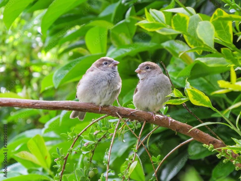 Two cute fledgling baby birds, House Sparrows, common British little brown birds, in Wales, UK. Perched on branch in front of lush greenery. Two cute fledgling baby birds, House Sparrows, common British little brown birds, in Wales, UK. Perched on branch in front of lush greenery.