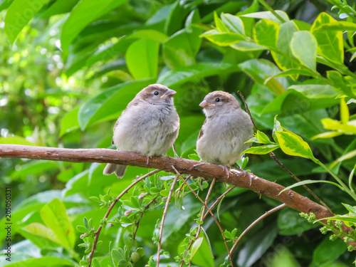 Photography Two cute fledgling baby birds, House Sparrows, common British little brown birds, in Wales, UK