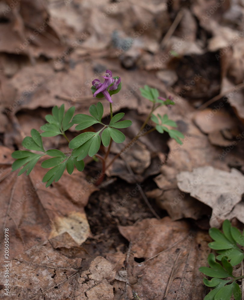 Corydalis intermedia blue violet flowers in botanical garden, Ukraine Corydalis intermedia blue violet flowers in botanical garden, Ukraine