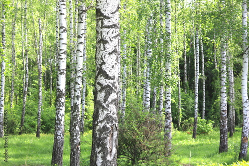 Fototapeta Naklejka Na Ścianę i Meble -  Beautiful birch trees with white birch bark in birch grove with green birch leaves in early summer