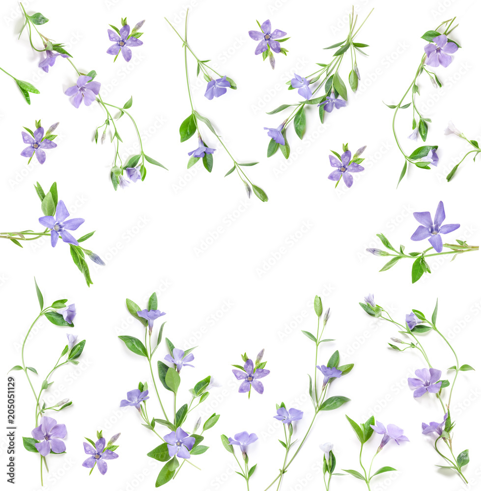 Spring flowers Periwinkle isolated in white, top view. Valentine's background. Flowers pattern texture Spring flowers Periwinkle isolated in white, top view. Valentine's background. Flowers pattern texture