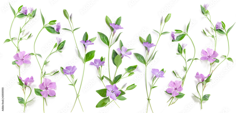Periwinkle flowers isolated in white, top view. Valentine's background. Flowers pattern texture