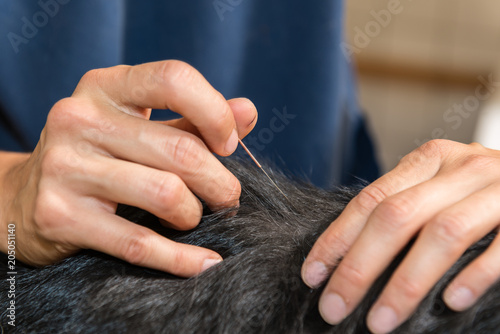 Fototapeta Naklejka Na Ścianę i Meble -  acupuncture vétérinaire emploie des aiguilles très fines, à usage unique. Le soin est indolore et ne représente pas de danger pour la santé de l'animal.