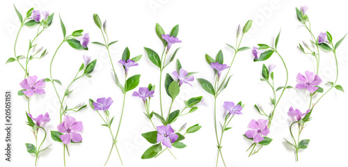 Periwinkle flowers isolated in white, top view. Valentine's background. Flowers pattern texture