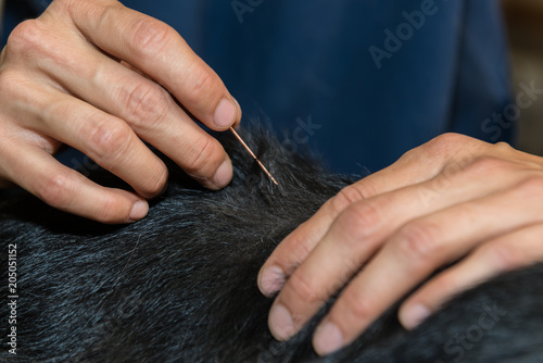 acupuncture vétérinaire emploie des aiguilles très fines, à usage unique. Le soin est indolore et ne représente pas de danger pour la santé de l'animal.