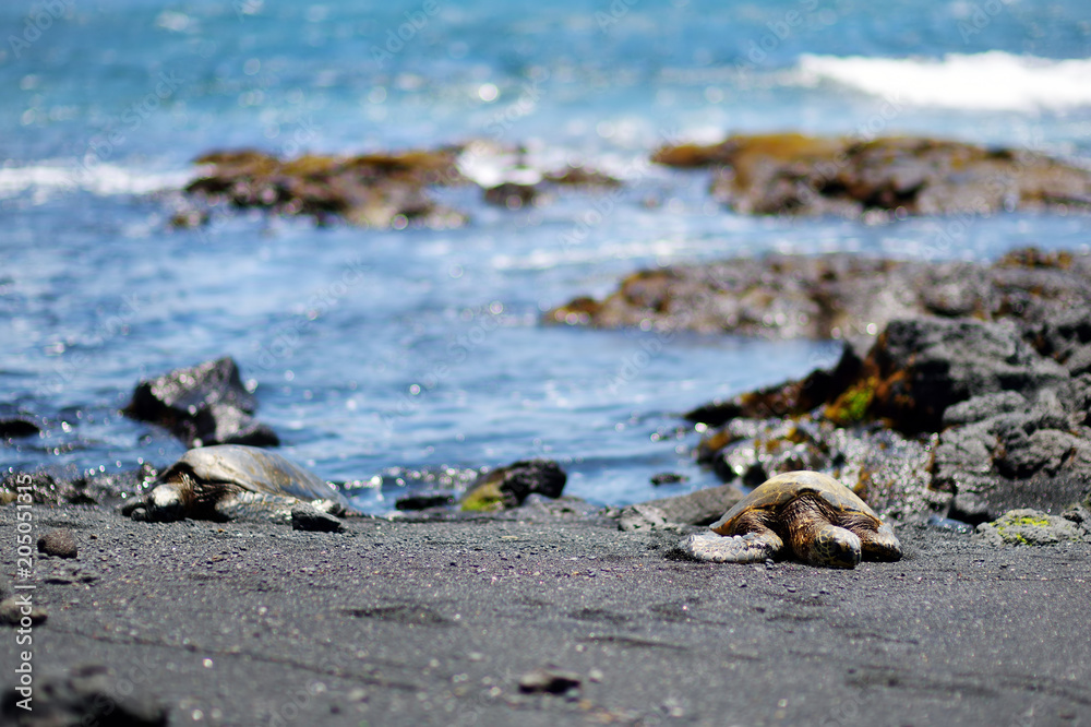 Obraz premium Hawaiian green turtles relaxing at Punaluu Black Sand Beach on the Big Island of Hawaii
